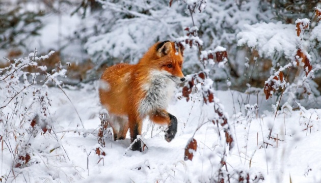 Попри заборону в умовах воєнного стану, на Черкащині відновлюють полювання на лисиць