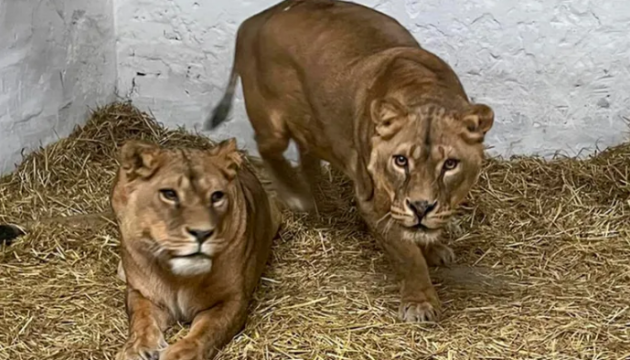 Three lions from war-torn Ukraine find shelter in French wildlife park
