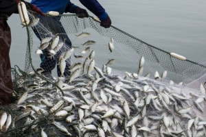 Вилов риби та інших водних біоресурсів в Україні торік збільшився на 13%