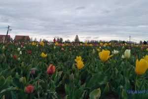 На тюльпановому полі поблизу Чернівців висадили близько двох мільйонів квітів