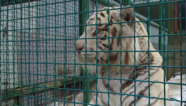 До харківського Екопарку повернули з евакуації білих тигрів