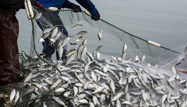 Перші «рибні» аукціони в Україні принесли торік бюджету понад ₴95 мільйонів