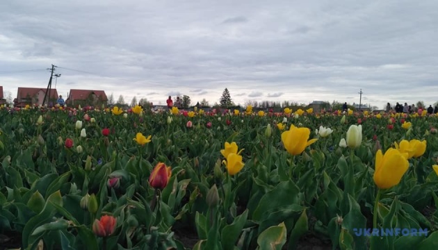 На тюльпановому полі поблизу Чернівців висадили близько двох мільйонів квітів