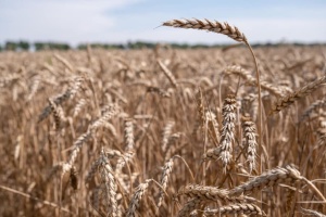 FAO надасть українським фермерам насіння ярої пшениці