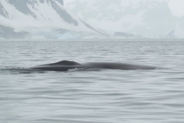 Excitement at Ukraine’s Antarctic base as explorers come across fin whale, in first