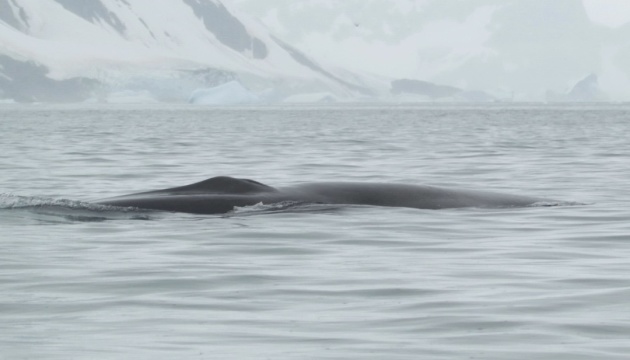 Exploradores polares ucranianos documentan un encuentro con una ballena de aleta