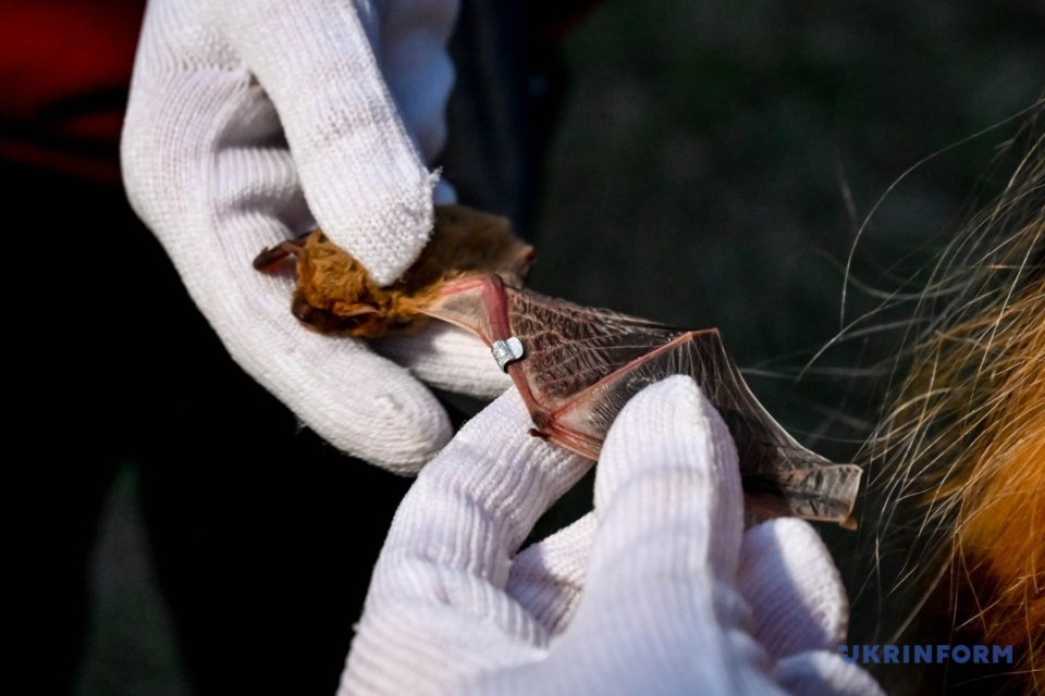 More than 150 bats, included in the Red List, were released into the sky on the island of Khortytsia, Zaporizhzhia region / Photo: Dmytro Smolienko, Ukrinform