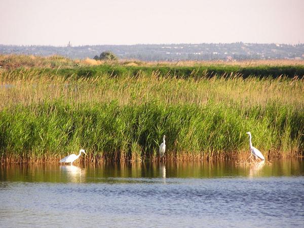 Kryva Kosa wetlands in Donetsk Oblast. Photo: wikimapia.org
