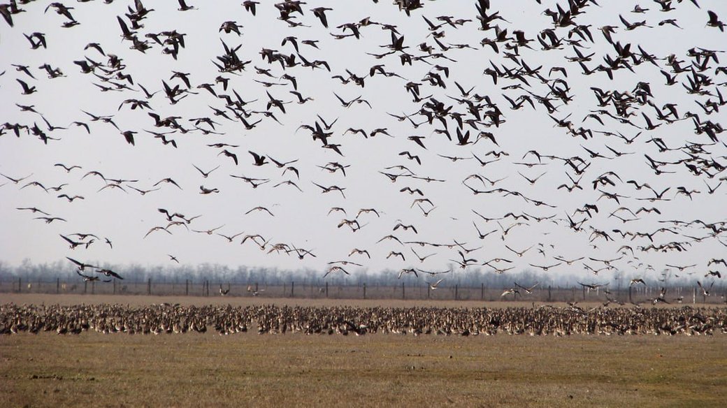 During migration, the Askania Nova reserve always has a huge number of birds that can rest there and then fly on. Photo: from Nataliia Korinets's own archive