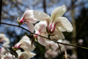 В Україні у неділю без опадів, до 16° тепла