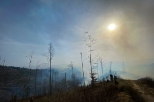 Учені пояснили, як можна дослідити спричинені війною зміни в біорізноманітті України