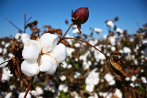 First cotton fields sown in southern Ukraine as experiment amid climate change