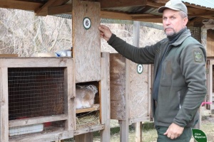 Ентузіасти на Полтавщині вирощують і випускають у дику природу зайців-русаків