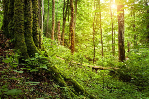 Україна та Німеччина готують новий проєкт для лісового сектору