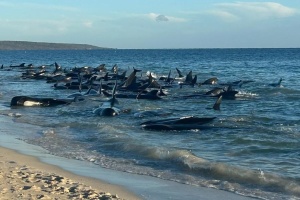 В Австралії врятували понад 200 китів-гринд, які викинулися на берег