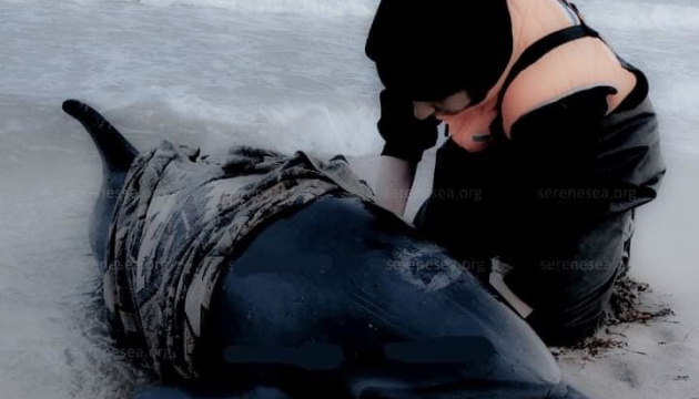 У Чорному морі від бойових дій у березні загинули десятки дельфінів