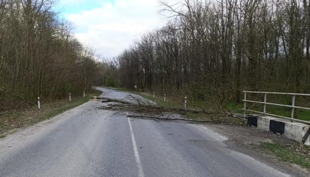 На Тернопільщині прибрали з доріг десятки дерев, повалених вітром