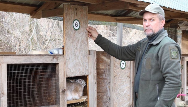 Ентузіасти на Полтавщині вирощують і випускають у дику природу зайців-русаків