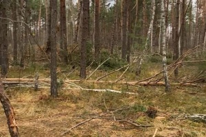 На Рівненщині через незаконну рубку знищено дерев на понад ₴13 мільйонів