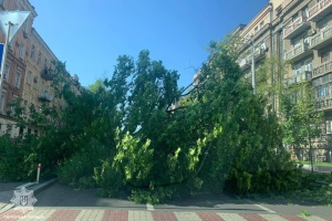 У Києві дерево впало на проїжджу частину, ускладнений рух