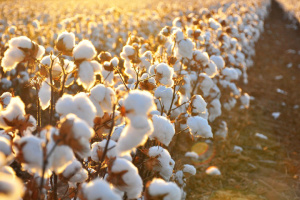 UKRAINIAN GROWN COTTON FOR THE DOMESTIC DEFENSE INDSTRY