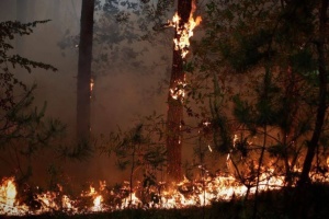 Навколо Станиці Луганської палають 110 гектарів лісів