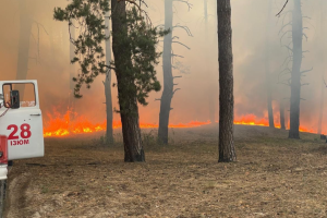 На Харківщині через російські обстріли горять 3000 гектарів лісу