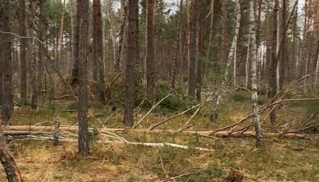 На Рівненщині через незаконну рубку знищено дерев на понад ₴13 мільйонів