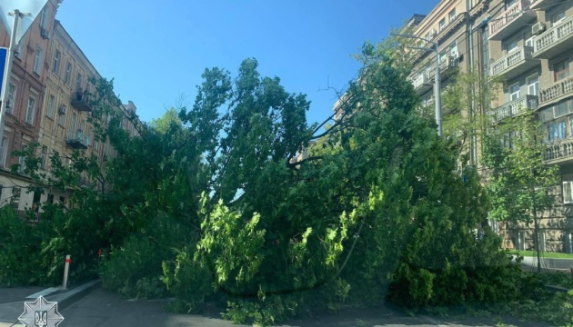 У Києві дерево впало на проїжджу частину, ускладнений рух