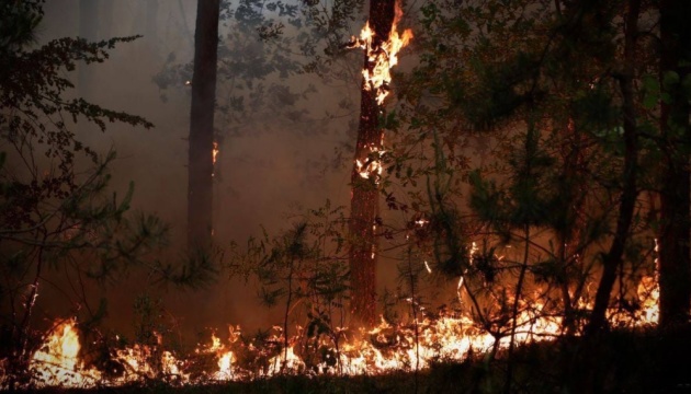 Навколо Станиці Луганської палають 110 гектарів лісів
