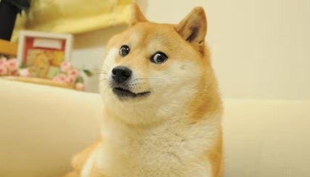 В Японії помер собака, який став інтернет-мемом і обличчям криптовалюти Dogecoin