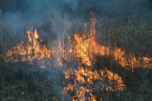 У РФ у Забайкаллі та Бурятії через лісові пожежі ввели режим федерального НС