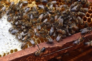 Багаті міські бджоли