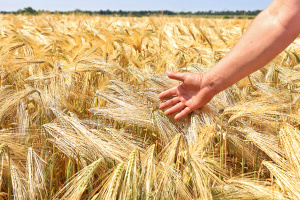 Із пшениці від одеських селекціонерів виходить чудовий хліб
