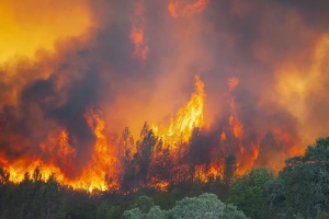 Поблизу Лос-Анджелеса вирує лісова пожежа, евакуювали понад тисячу людей