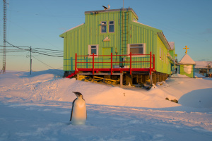 До станції «Академік Вернадський» удруге за червень завітав імператорський пінгвін