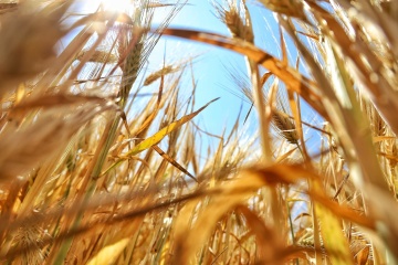 ウクライナ、パレスチナに１０００トンの小麦を人道支援として提供