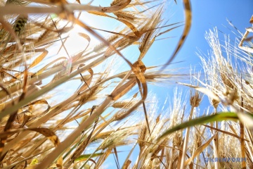 China planea aumentar las importaciones de cereales de Ucrania