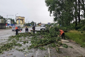 Etwa 100 Bäume bei Gewitter in Lwiw umgestürzt