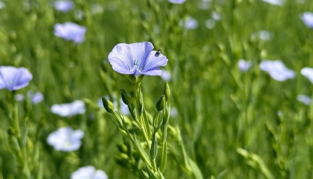 Mykolaiv farmers export 70% of niche crops produced by them