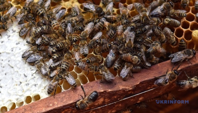 Багаті міські бджоли
