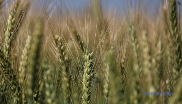 Des cultures céréalières précoces ont été semées sur près de 78 % des surfaces prévues dans la région de Donetsk