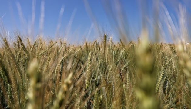 ФАО прогнозує рекордне виробництво зернових у світі