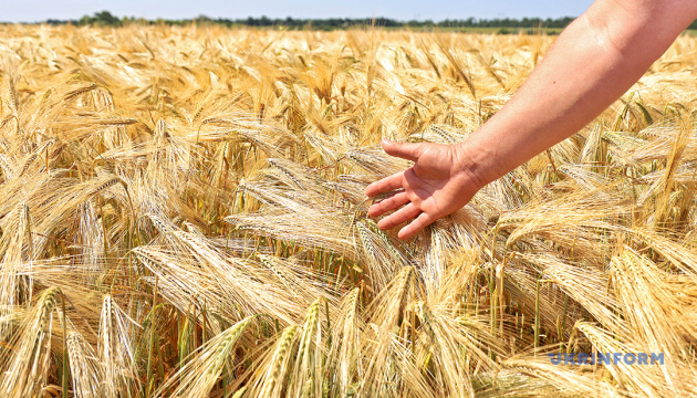 Із пшениці від одеських селекціонерів виходить чудовий хліб