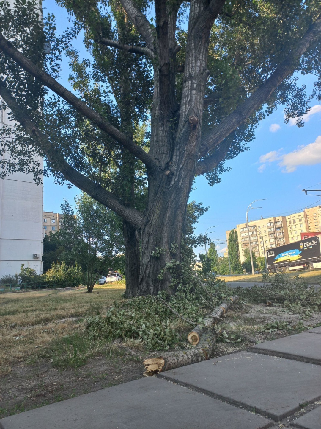 Обрізають не лише взимку. На Оболоні ламання кущів називають “формуванням”, а дерева обрізають у самісіньку спеку, коли у рослин найбільше навантаження і від втручань вони можуть всохнути. Фото Я.Скуратівська