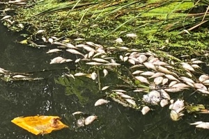 Massive fish deaths recorded in Zhytomyr