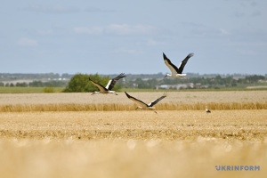 Kirovohrad region harvested 2 million tons of late grains and legumes