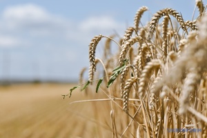 Harvest season begins in Kyiv region
