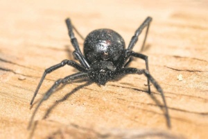 МОЗ спростувало фейк про нашестя отруйних павуків в Україні