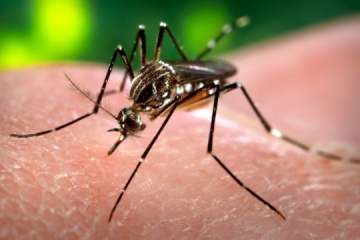 Russian propaganda fake: Health Ministry refutes information about spread of Dengue fever in Ukraine